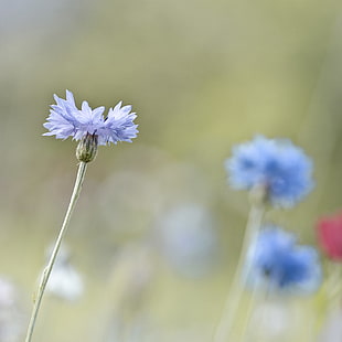 Standing, untitled, cornflower, color HD wallpaper