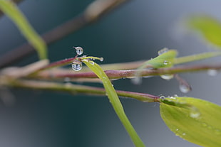 selective focus photography of green leaf with dewdrops, roses HD wallpaper