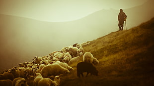 man standing near herd of lambs HD wallpaper
