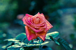 micro photography of red Rose with water dew HD wallpaper