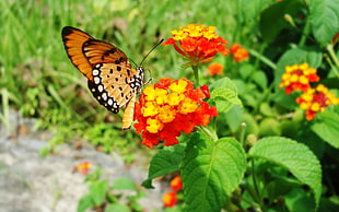 close-up photo of orange and black butterfly perching on orange and yellow flower HD wallpaper