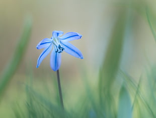 shallow focus photography of blue lilac HD wallpaper