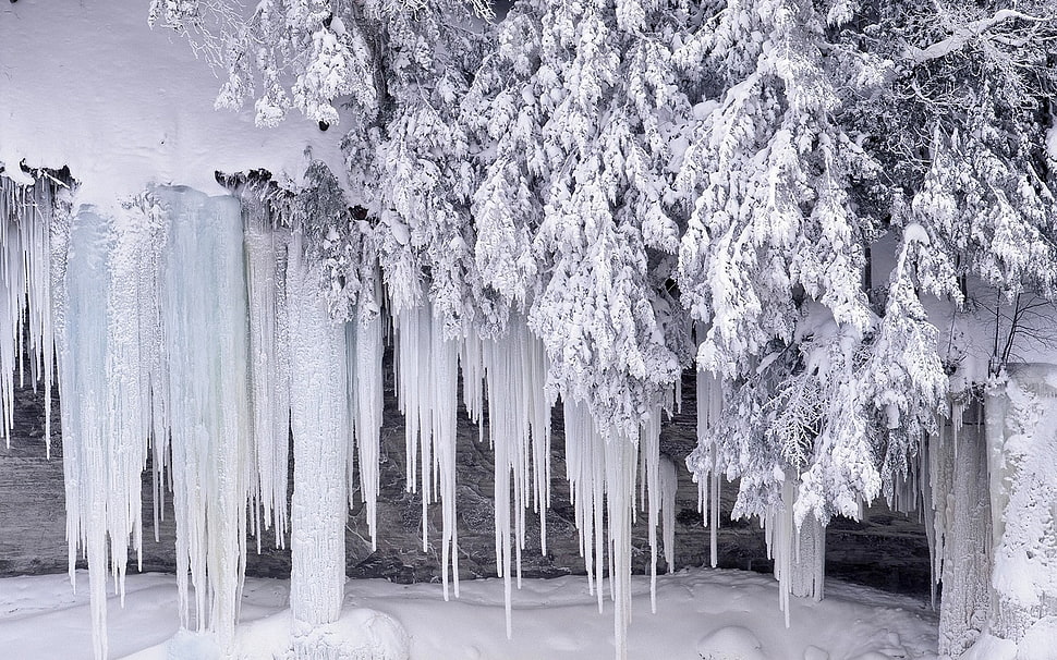 tree covered with icicle HD wallpaper