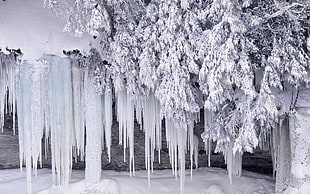 tree covered with icicle