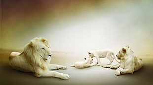white lion and lioness, animals, lion HD wallpaper