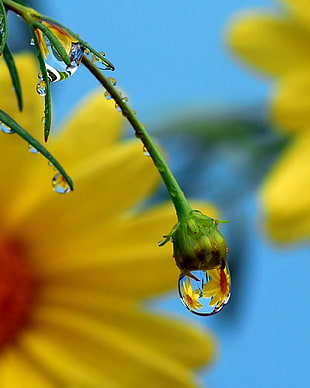 macro shot of green plant bud with morning dew HD wallpaper