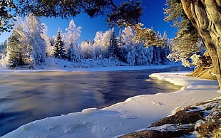 snow covered forest