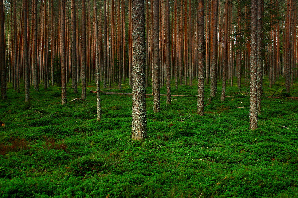 green leafed plant, forest, green HD wallpaper