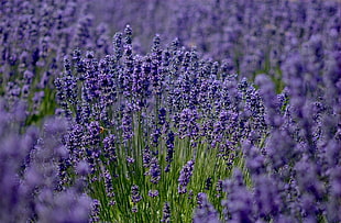 shallow focus photography of purple flowers