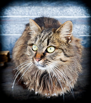 adult brown cat, cat