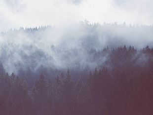white and black fur area rug, nature, trees, mist, landscape HD wallpaper