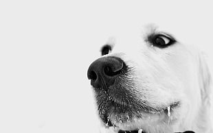 grayscale photo of a dog's face HD wallpaper