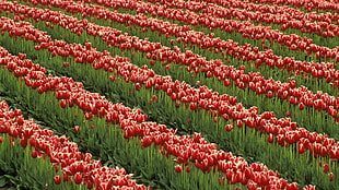 red tulips flowers lot HD wallpaper