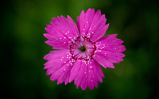 shallow focus photography of pink flower