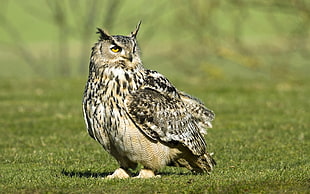 shallow focus photography of brown owl