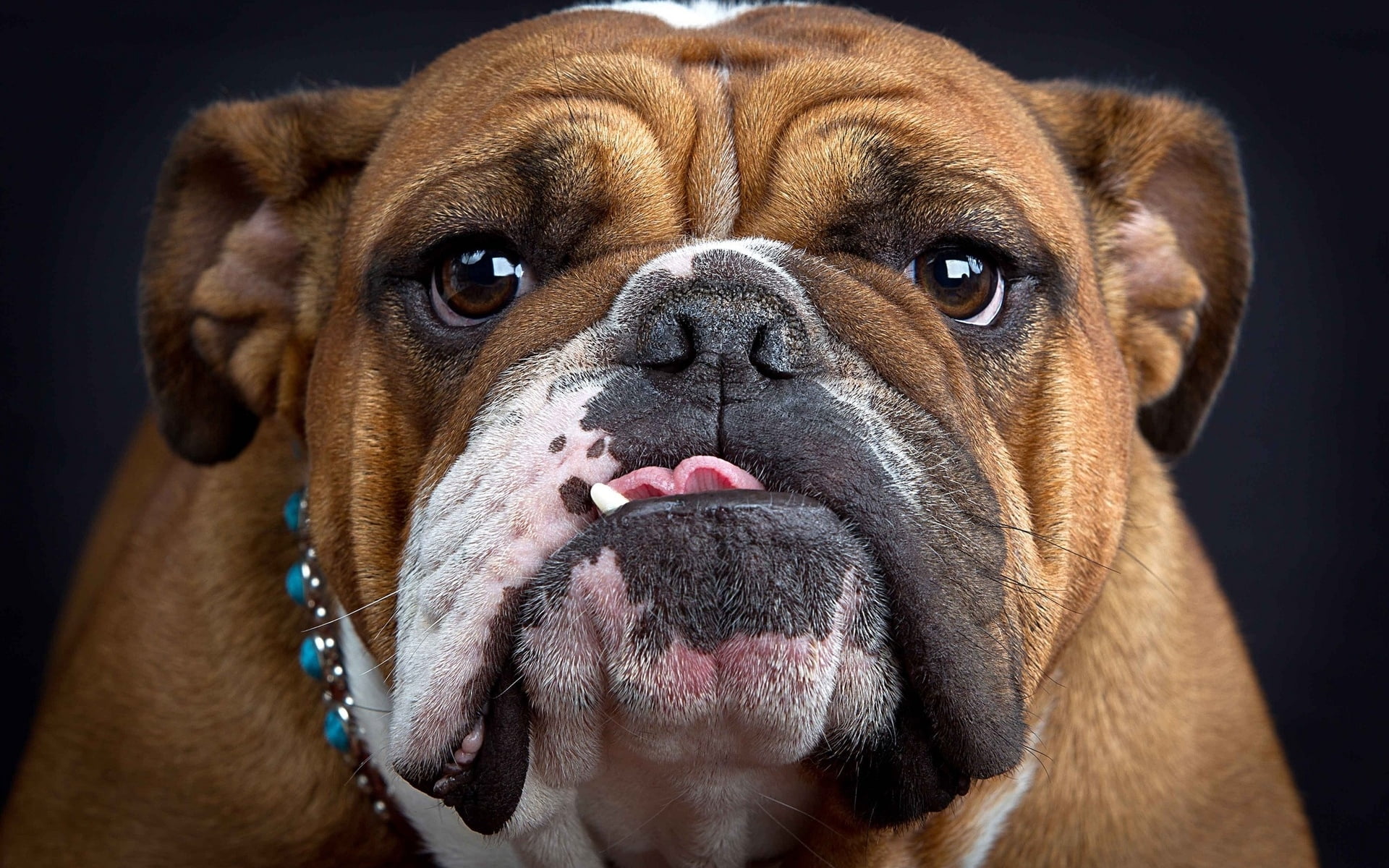 Face of Bulldog HD wallpaper | Wallpaper Flare