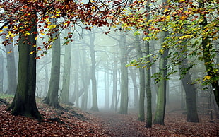 green leaved trees covered with fog illustration