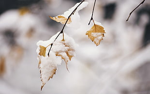 close photo of snow covered brown leaf, winter, snow, leaves, cold HD wallpaper