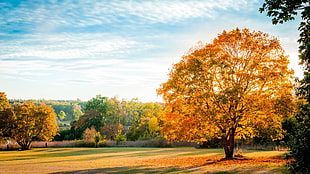 autumn forest digital wallpaper, nature