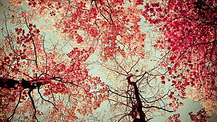 photo of cherry blossom trees