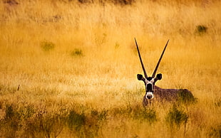 brown deer standing on brown grass wildlife photography HD wallpaper