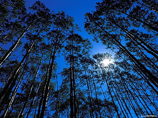 brown trees, worm's eye view, forest, sunlight, trees