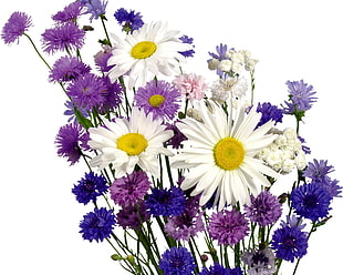 white and purple flowers HD wallpaper