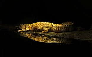 crocodile painting, crocodiles, yellow, water, reptiles HD wallpaper