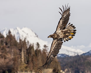 flying brown and white eagle, alaska HD wallpaper