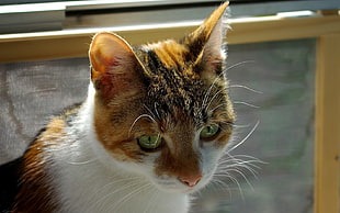 tortoiseshell cat