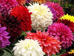 pink, white, and yellow petaled flower