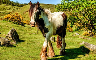 white and brown pony HD wallpaper