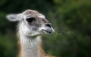 camel photo