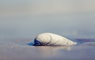 closeup photo of sea shell in seashore during day time HD wallpaper
