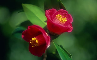 shallow focus photo of two red flowers