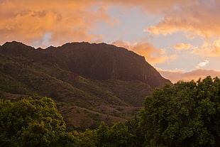 green trees on brown mountain