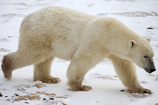 Polar Bear on snowfield HD wallpaper