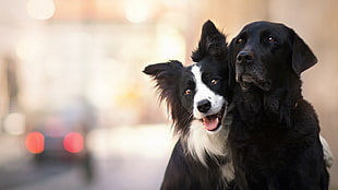 two white and black dogs, animals, dog HD wallpaper