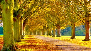 road in between trees HD wallpaper