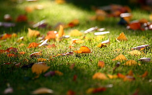 brown falling leaf on green grass HD wallpaper