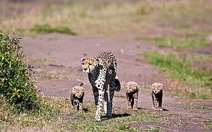 litter of leopard walking on ground HD wallpaper