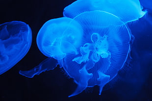 blue jellyfish display wallpaper