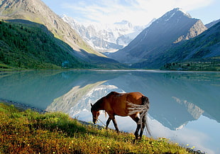 brown horse eating grass near clam lake HD wallpaper