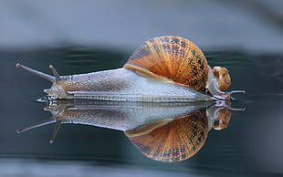 gray and brown snail