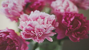 pink and white petaled flower, flowers, pink flowers