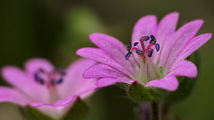 pink Primrose flowers in bloom close-up photo, lavender, geranium HD wallpaper