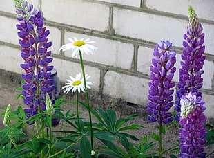 white Daisy and purple Lavender flowers HD wallpaper