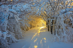 leafless trees with snows, forest, snow, trees, Italy