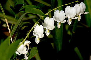 white bleeding heart flowers, lamprocapnos spectabilis