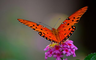 Gulf Fritillary butterfly perched on purple cluster petaled flower closeup photography HD wallpaper